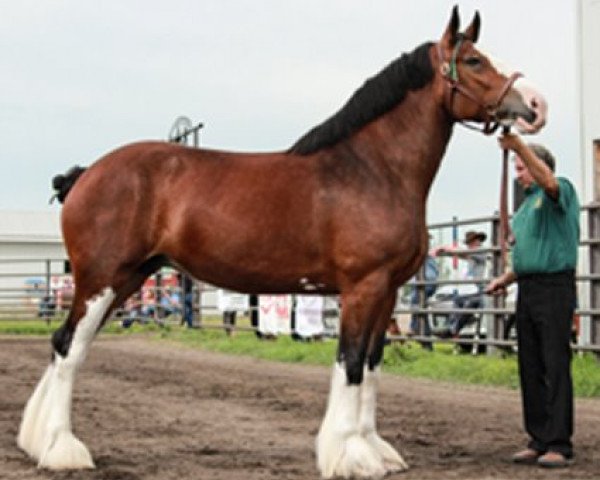 Zuchtstute Gregg's California Rachel (Clydesdale, 2010, von California Canyon Merlin)