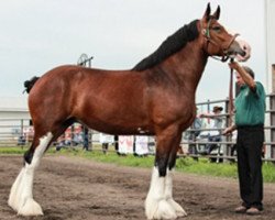 Zuchtstute Gregg's California Rachel (Clydesdale, 2010, von California Canyon Merlin)