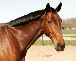 jumper Pit's Balou (Westphalian, 2003, from Primeur's As)