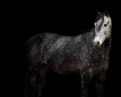 jumper Clintano 8 (Hanoverian, 2011, from Clinton I)