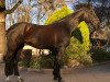 dressage horse Don Adolfo 3 (Hanoverian, 2013, from Don Index)