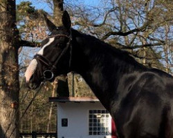 Dressurpferd Dahlija (Deutsches Sportpferd, 2011, von Dressage Royal)