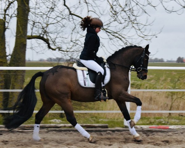 dressage horse Nancho's Noble Dancer (German Riding Pony, 2007, from Heidbergs Nancho Nova)