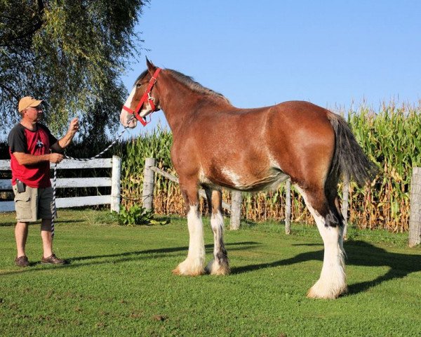 broodmare SCA Top Gun's Celtic Lass (Clydesdale, 2009, from Twin Creek Victor's Top Gun)