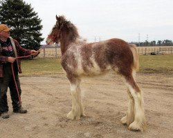 horse Gregg's Lady Liberty (Clydesdale, 2017, from Hearthside Heritage)