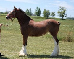 horse Gregg's Dominating Lady (Clydesdale, 2010, from Deighton Dominator)