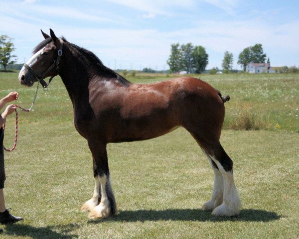 horse Gregg's California Roxy (Clydesdale, 2010, from California Canyon Merlin)