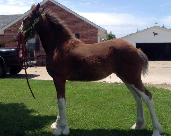 stallion Double Shoe's Select Hat Trick (Clydesdale, 2014, from California Canyon Merlin)