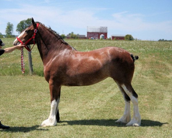 horse Greggs California Polly Girl (Clydesdale, 2009, from California Canyon Merlin)