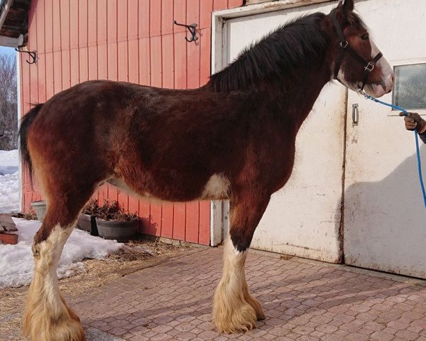 broodmare Gregglea Sensational Nora (Clydesdale, 2006, from Cranston's Sensational Gregg)