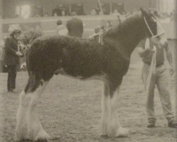 stallion Gregglea Sensational Monarch (Clydesdale, 2005, from Cranston's Sensational Gregg)