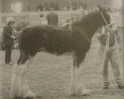 Deckhengst Gregglea Sensational Monarch (Clydesdale, 2005, von Cranston's Sensational Gregg)