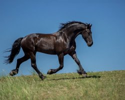 horse Herre fan Tsjerkgaast (KWPN (Royal Dutch Sporthorse), 2010, from Mewes 438)