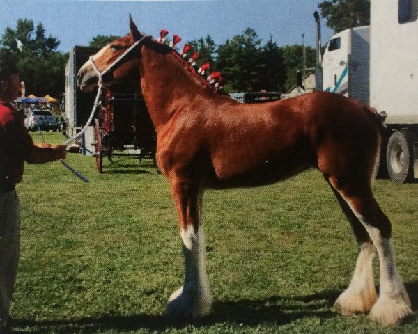 broodmare Gregglea Majestic Unique (Clydesdale, 2013, from Century Lane Majestic)