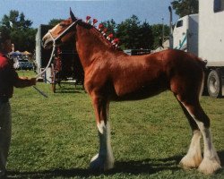 broodmare Gregglea Majestic Unique (Clydesdale, 2013, from Century Lane Majestic)