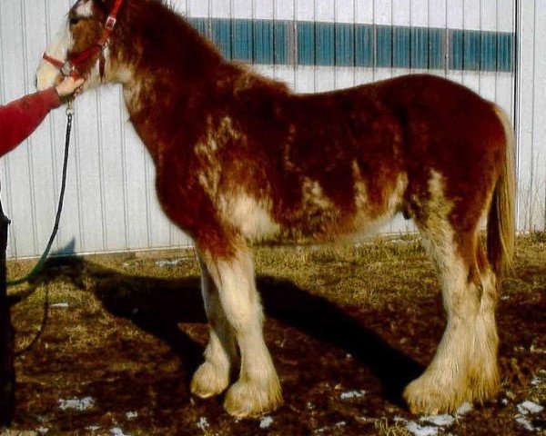 Pferd Gregglea Majestic Thomas (Clydesdale, 2012, von Century Lane Majestic)