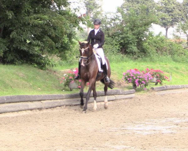 Reitturnier Datteln 2015