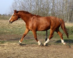 horse G Pipin (Mecklenburg, 1996, from Grenzfall)