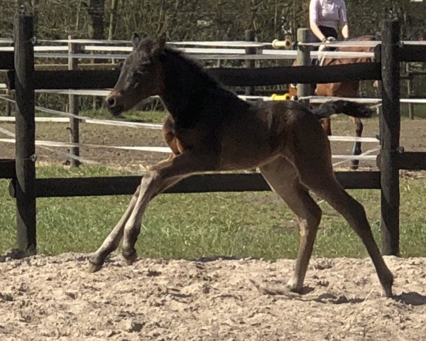 Dressurpferd GS Carry Ann (Deutsches Reitpony, 2020, von Designed in Black AT)