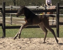 dressage horse GS Carry Ann (German Riding Pony, 2020, from Designed in Black AT)