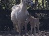 broodmare Great Madam (German Riding Pony, 1997, from FS Golden Moonlight)
