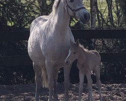 Zuchtstute Great Madam (Deutsches Reitpony, 1997, von FS Golden Moonlight)