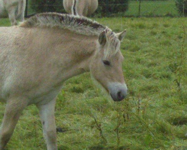 Pferd Gustine (Fjordpferd, 2006, von Ibsen)