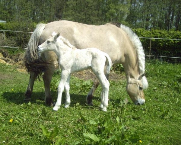 broodmare Gwendolin (Fjord Horse, 1994, from Ingmar)