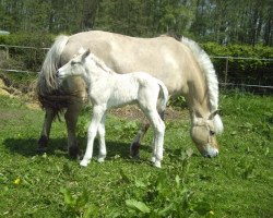 horse Gwendolin (Fjordpferd, 1994, from Ingmar)