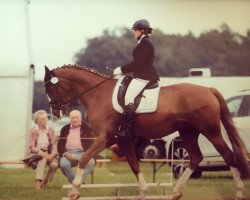 dressage horse Rochee 15 (Hanoverian, 2006, from Rascalino)