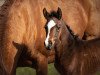 dressage horse Zamira (German Warmblood, 2020, from Zoom)