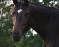 broodmare Avella (Oldenburg, 2013, from Fürstenball)