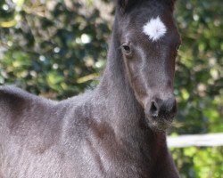 horse Finero (Westfale, 2020, from Franklin)