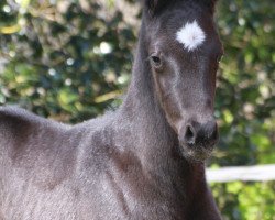 dressage horse Finero (Westphalian, 2020, from Franklin)