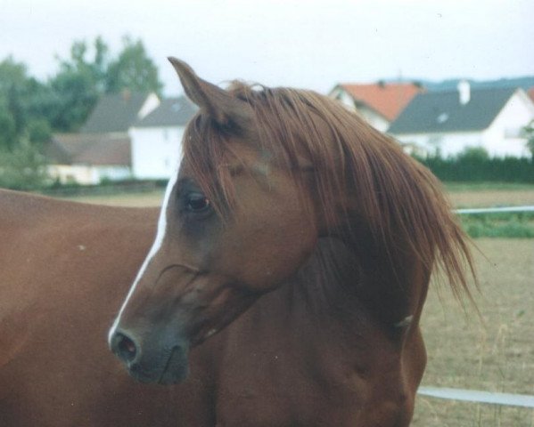 Zuchtstute Jilfan Saiyana (Vollblutaraber, 1991, von Sabek Ibn Saher)