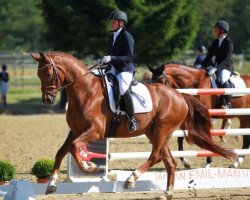 dressage horse Bambolejo (Rhinelander, 2014, from Best of Gold)