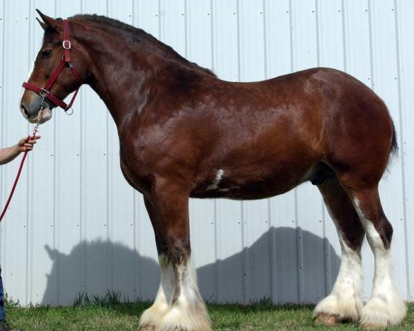 Pferd Gregglea Majestic Steve (Clydesdale, 2011, von Century Lane Majestic)