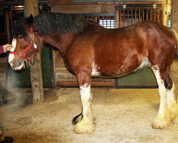 Zuchtstute Gregglea Majestic Sierra (Clydesdale, 2011, von Century Lane Majestic)