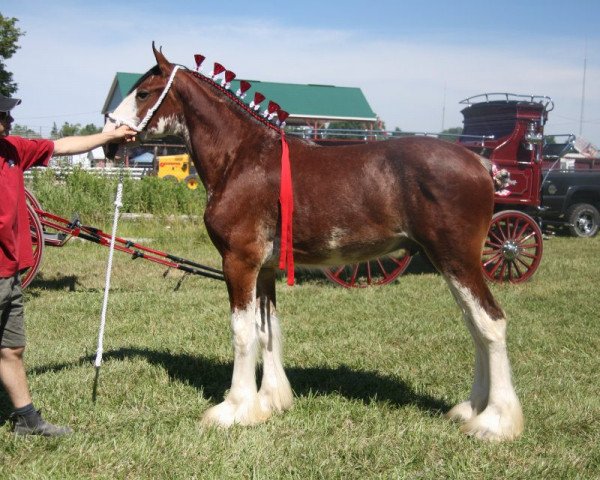 horse Gregglea Majestic Scooter (Clydesdale, 2011, from Century Lane Majestic)