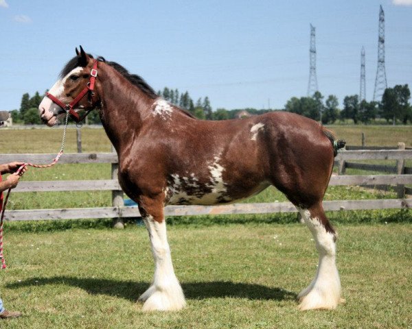 Zuchtstute Gregglea S C Shenia (Clydesdale, 2009, von Highfield Collessie)