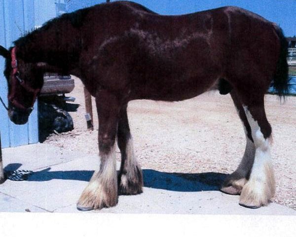 horse Gregglea Jake (Clydesdale, 2006, from Cranston's Sensational Gregg)