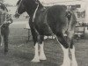 Zuchtstute Topsy Terby (Clydesdale, 1989, von Millisle Masterpiece)