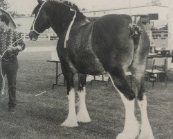 Zuchtstute Topsy Terby (Clydesdale, 1989, von Millisle Masterpiece)