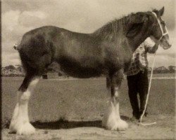 broodmare Valmont Monique (Clydesdale,  , from Hillside Lorton Legend)