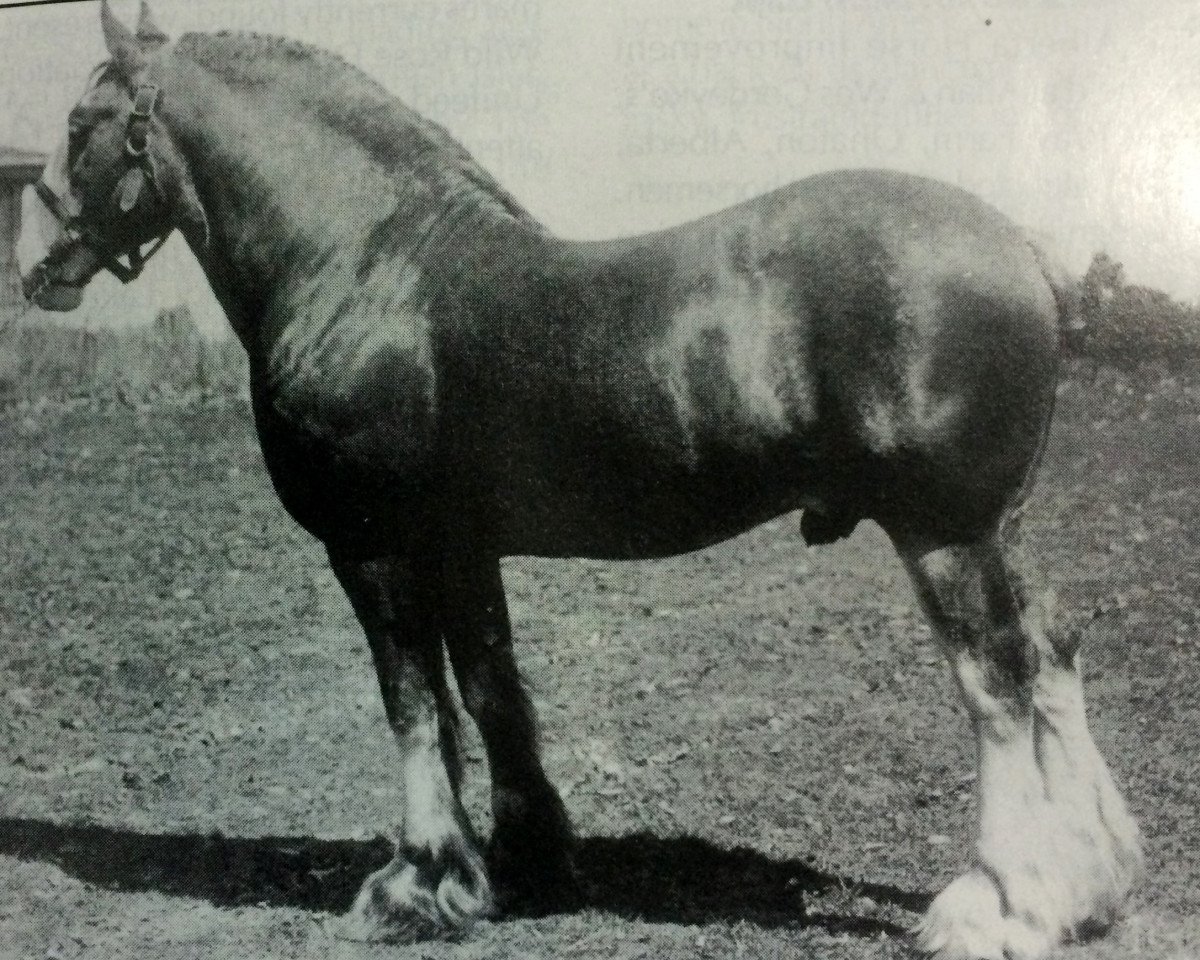 Deckhengst Welcome Seabreeze (Clydesdale, 1922)