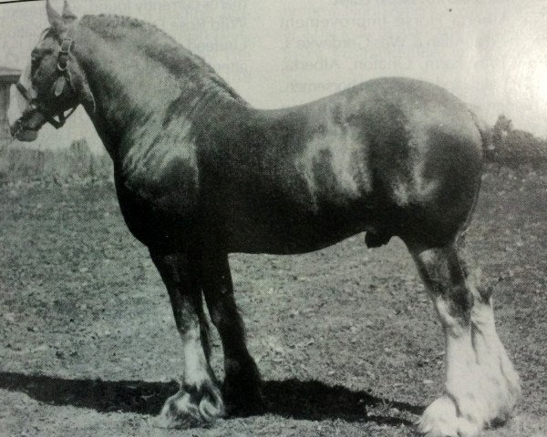 stallion Welcome Seabreeze (Clydesdale,  )