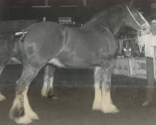 broodmare Willow Way Marti (Clydesdale, 1990, from Willow Way Commander)