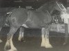 broodmare Willow Way Marti (Clydesdale, 1990, from Willow Way Commander)