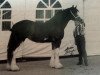 Zuchtstute Willoway Lori Jeanne (Clydesdale, 1993, von Doura Western Star)