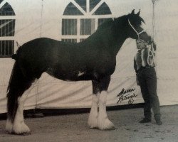 Zuchtstute Willoway Lori Jeanne (Clydesdale, 1993, von Doura Western Star)